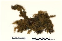 藏品(偏蒴苔)的圖片